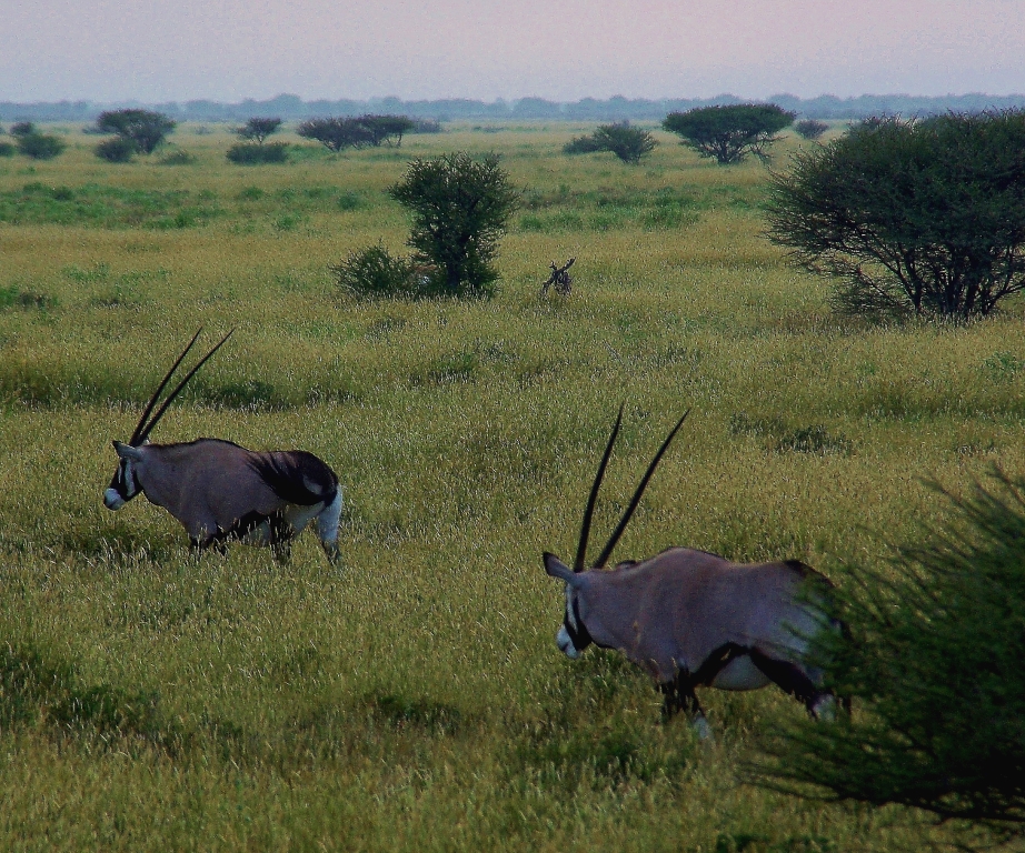 Oryxantilopen