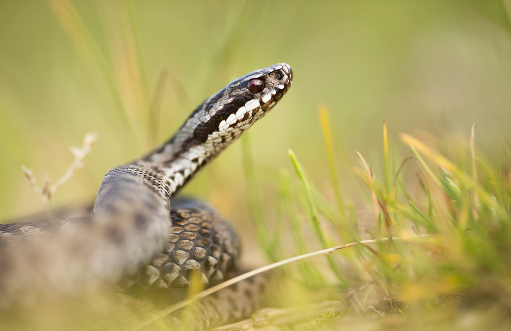 vipera berus