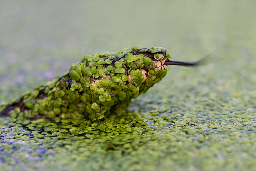 "Nessie" im Illertal