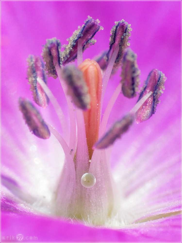 besonderer Blumenstrauß