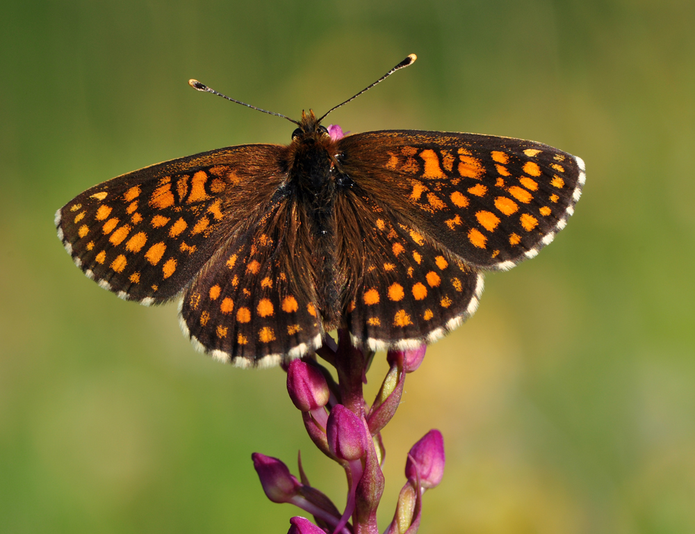 Melitaea aurelia / britomartis