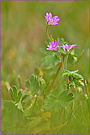 Weicher Storchschnabel/Geranium molle