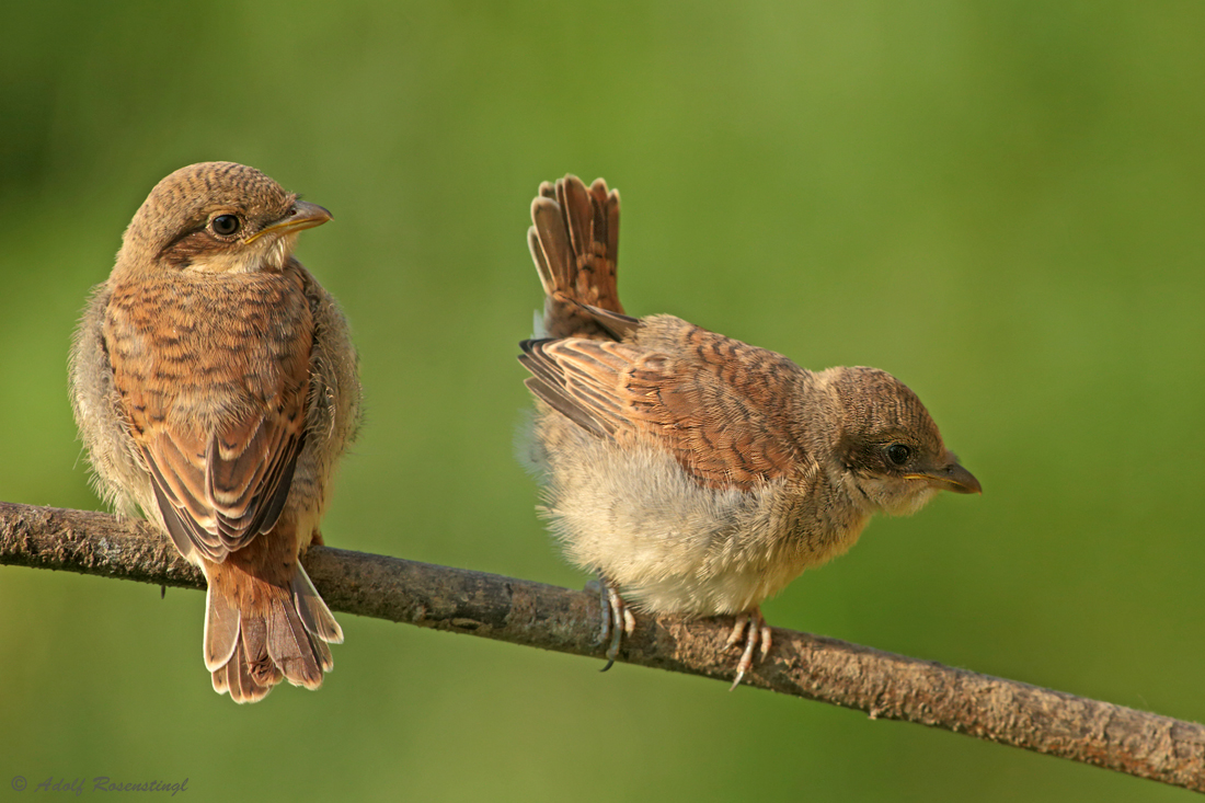 Neuntöter (Lanius collurio) oder Rotrückenwürger Jungvögel...