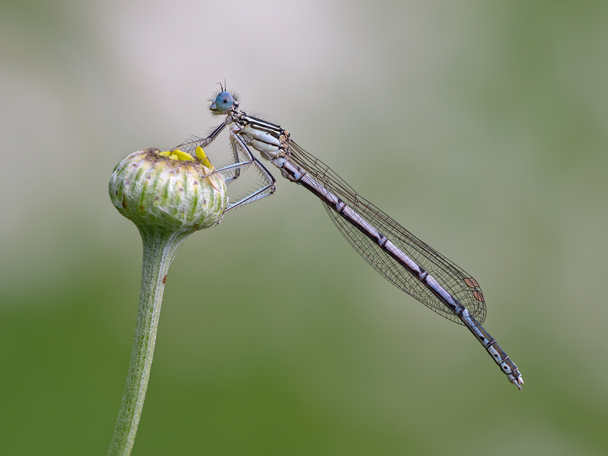 eine Libelle aus dem Garten