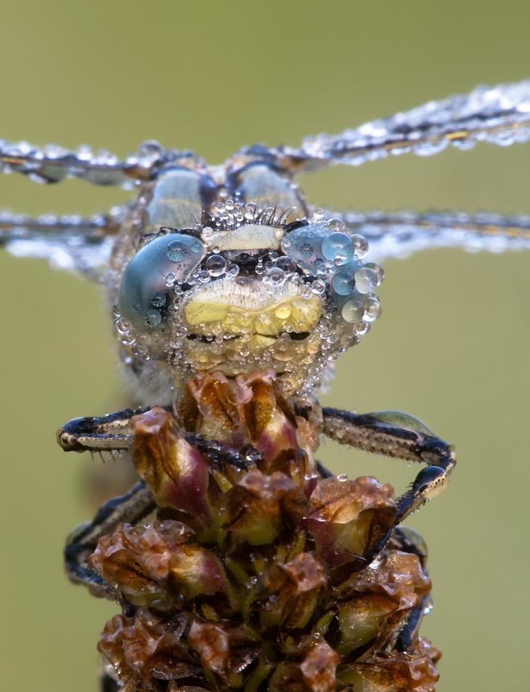 Keiljungfer Frontal