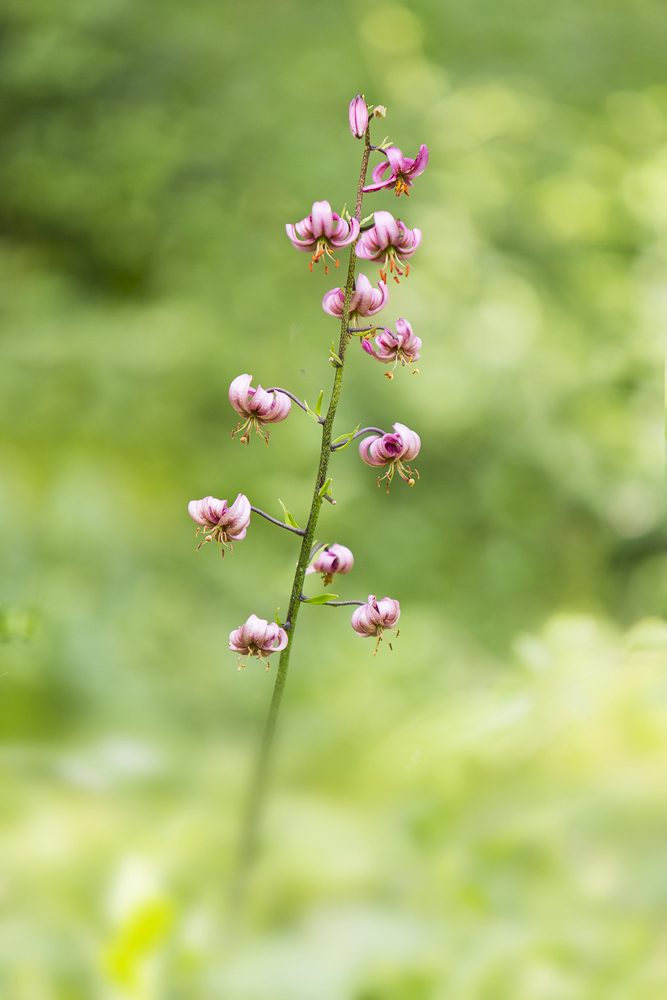 Lillium martagon