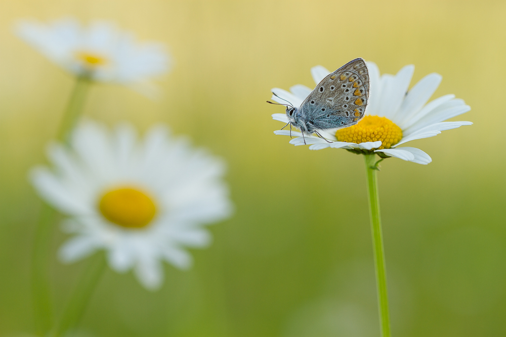 Hauhechel im Margeriten Meer