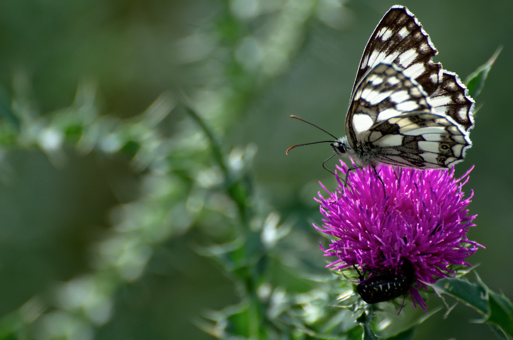 Schachbrett (Melanargia galathea)