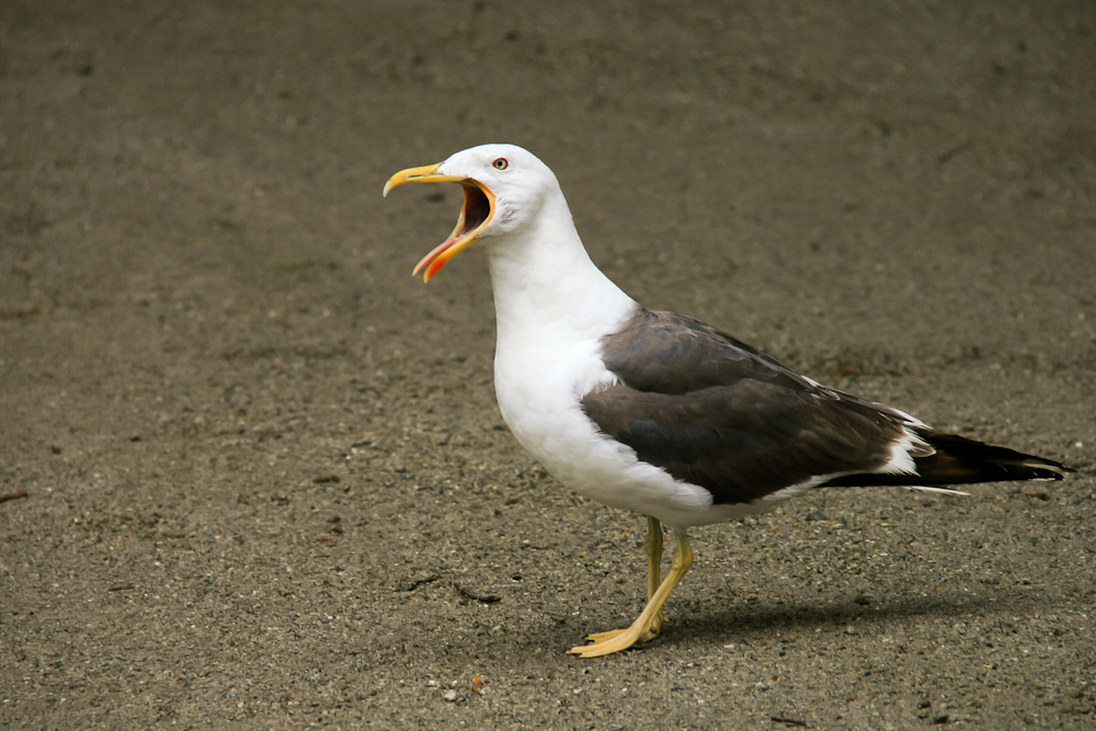 aufgebrachte Möwe