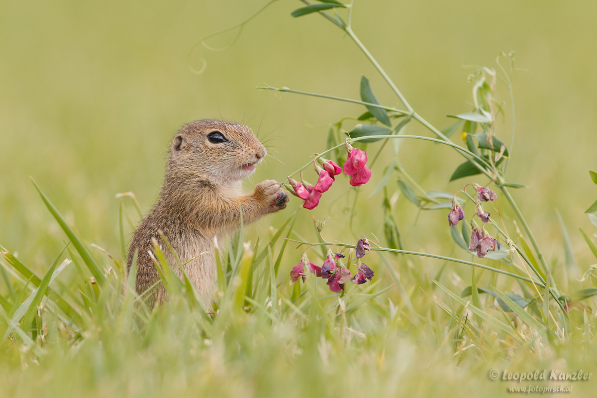 День суслика. Суслик Краснощекий (Spermophilus erythrogenys). Суслик Краснощекий Кузбасс. Крапчатый суслик. Суслик в траве.