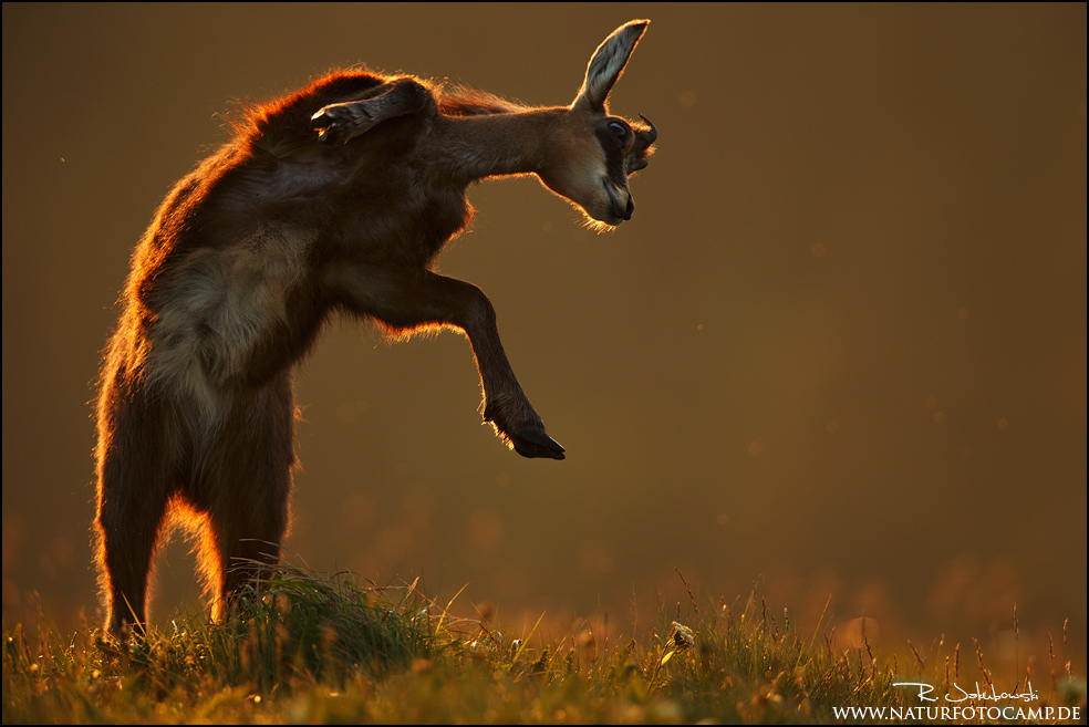 Jump, Jump!