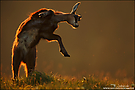 Jump, Jump!