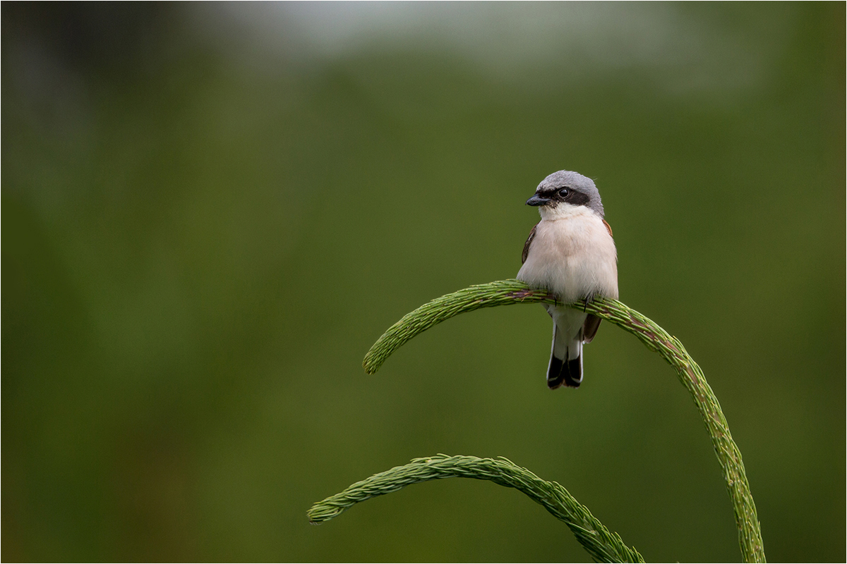 Neuntöter (Lanius collurio)