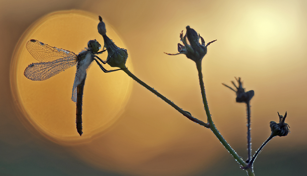 "Morning Light"