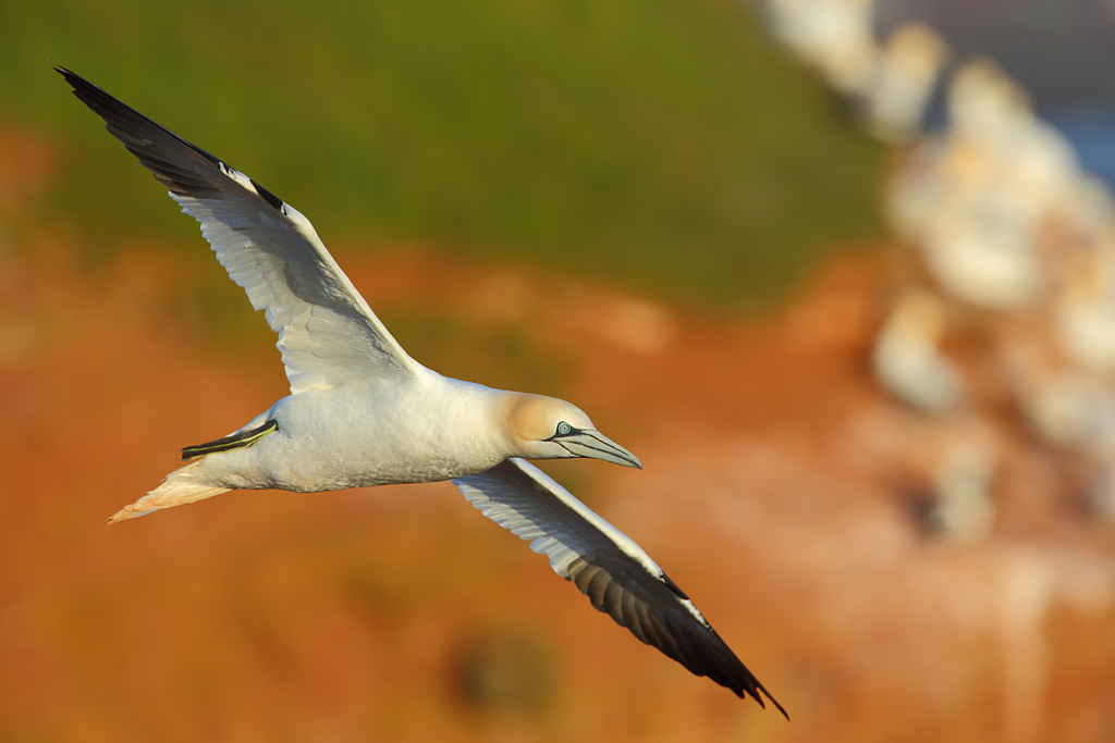 Ikarus? (Forum für Naturfotografen)