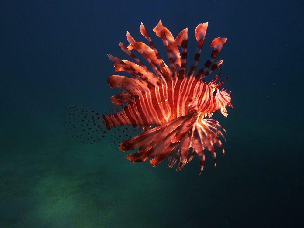 Rotfeuerfisch - Pterois volitans