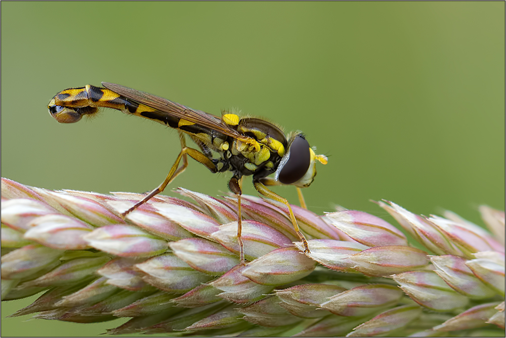 langbauchschwebefliege ( sphaerophoria scripta )