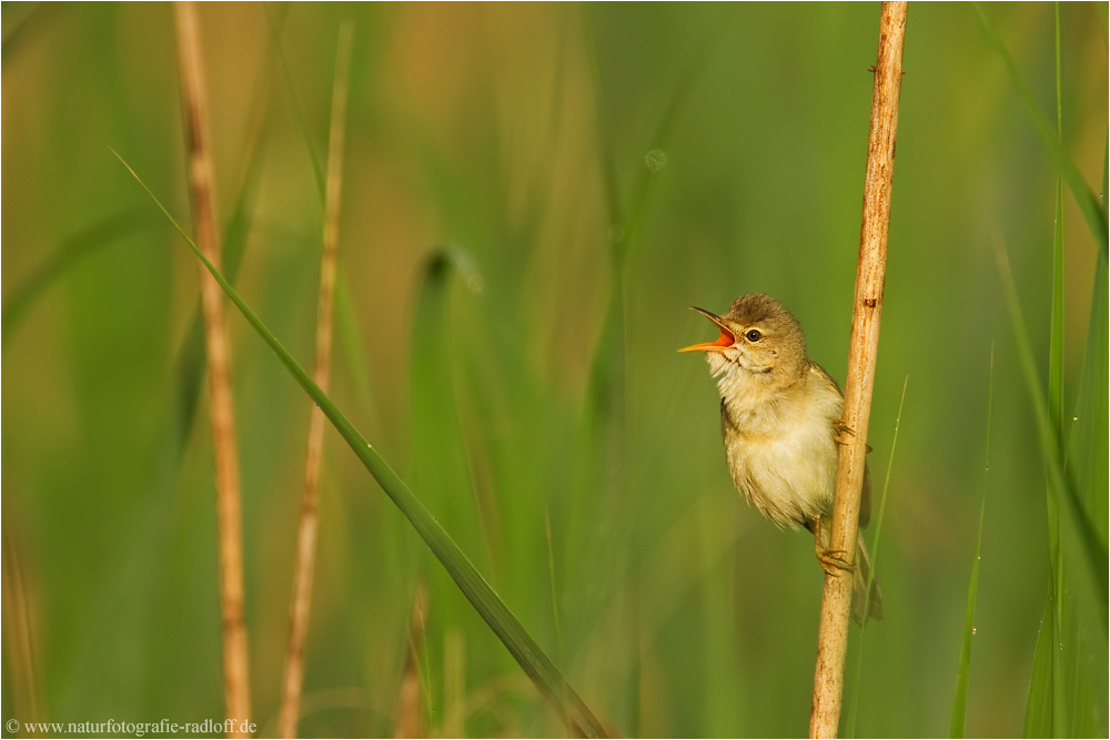 Acrocephalus scirpaceus (Forum für Naturfotografen)