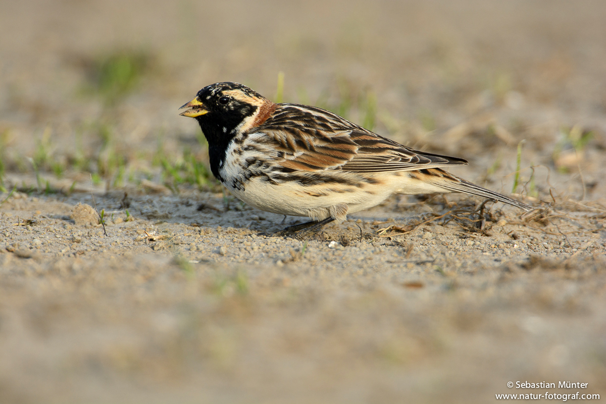 Spornammer (Calcarius lapponicus)