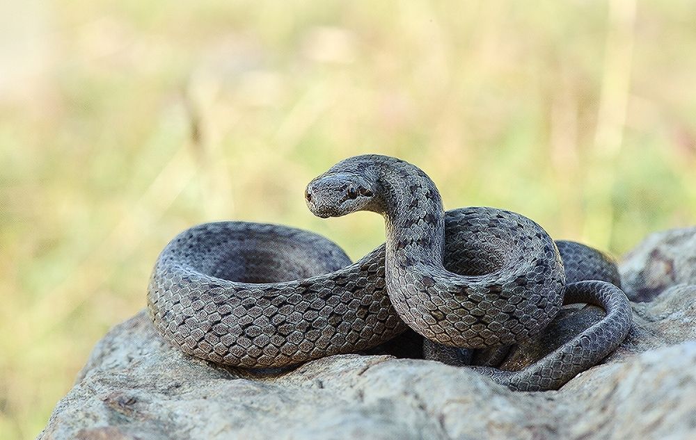 Reptil des jahres 2013..