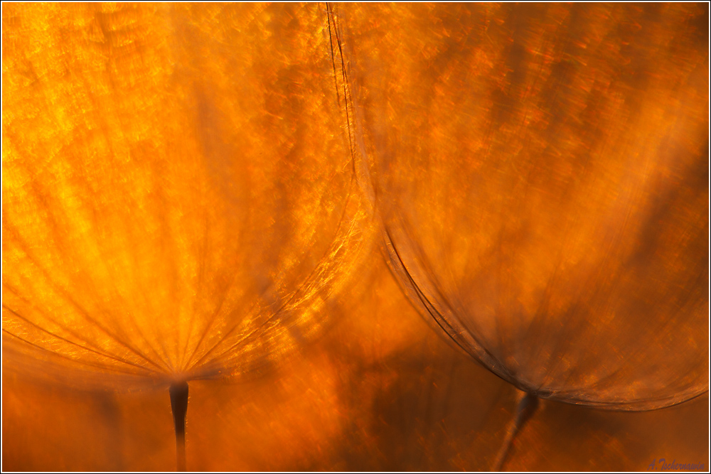 ~ Tragopogon on fire ~
