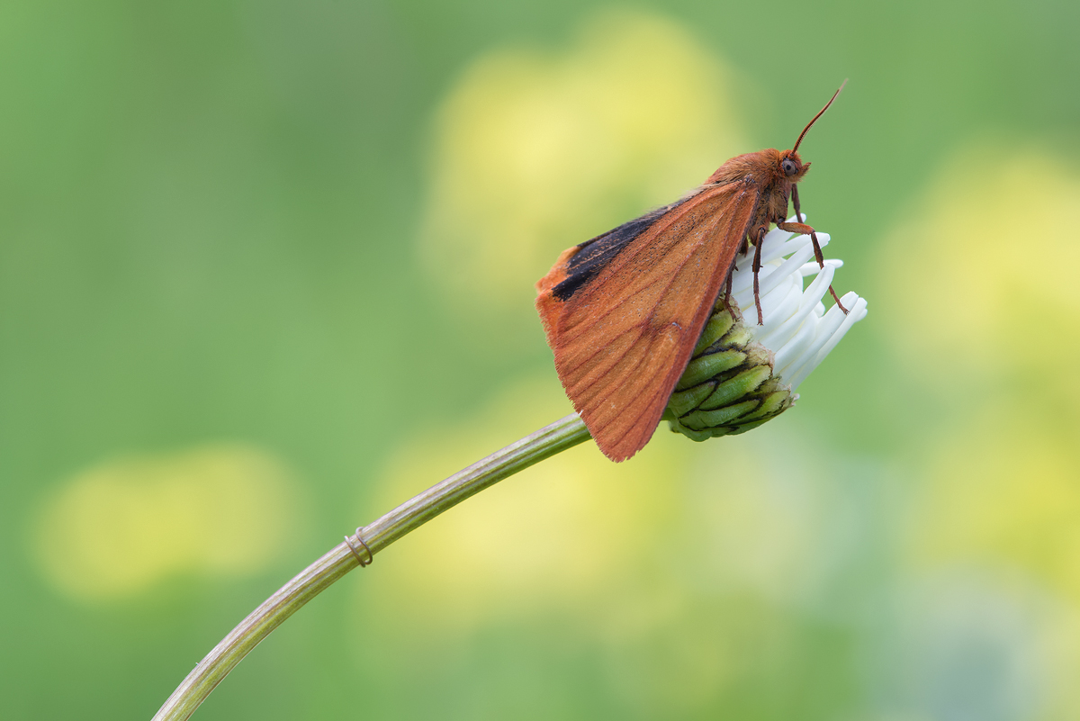 Ritt auf der Margerite