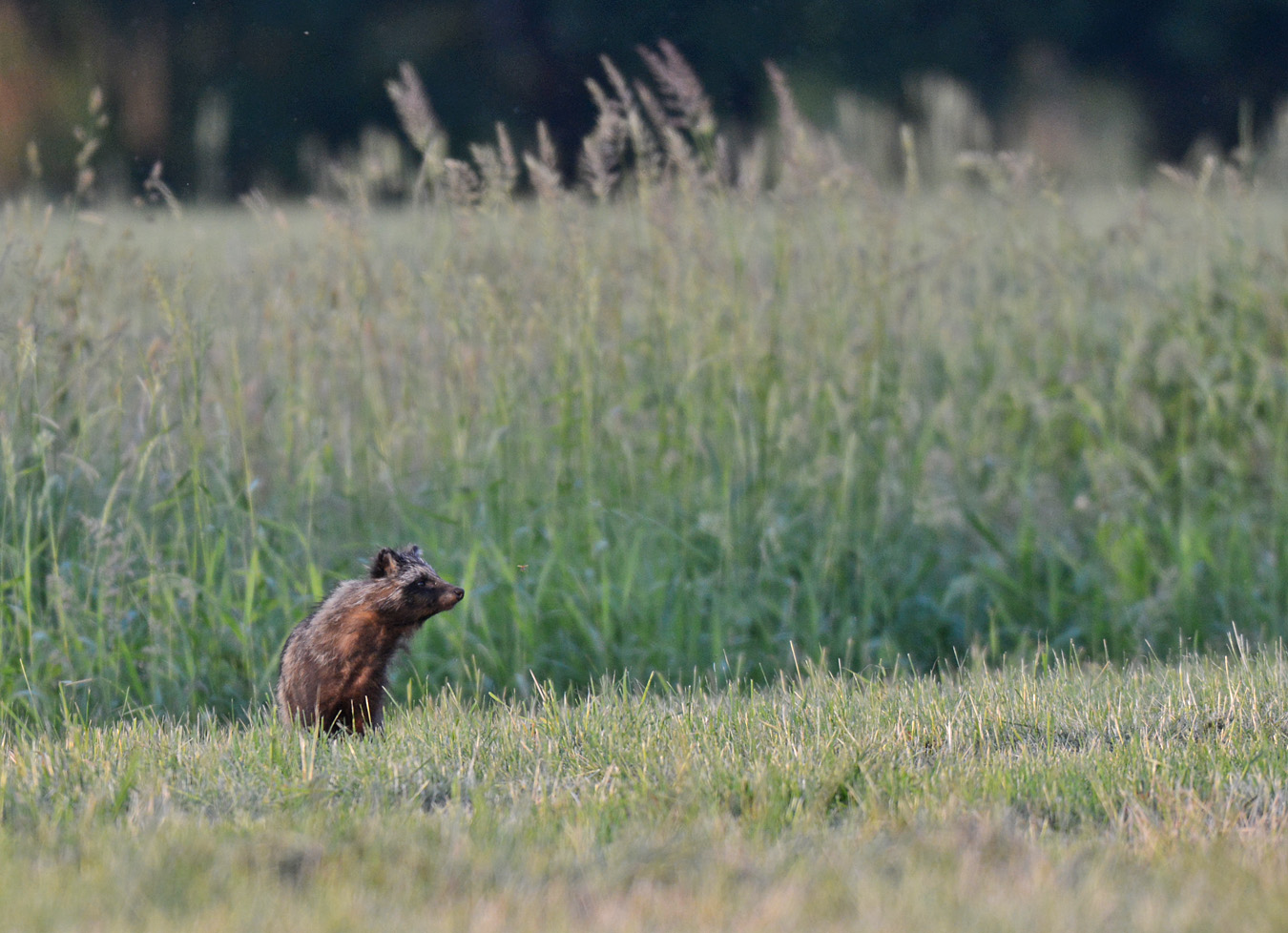 Marderhund mit Appetit auf Käfer