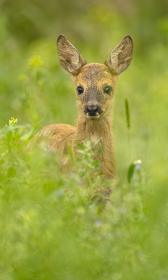 "...Mamma, wer ist das da!..."