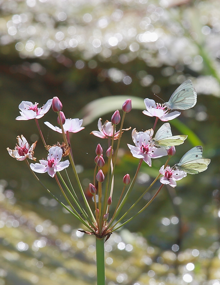 Schwanenblume