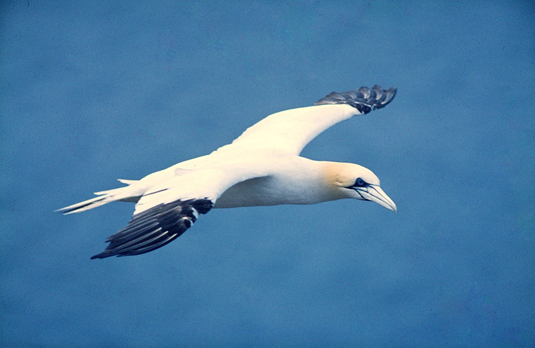 1980 - Tölpelflug, ein historisches Photo, prae digital, selbst prae AF