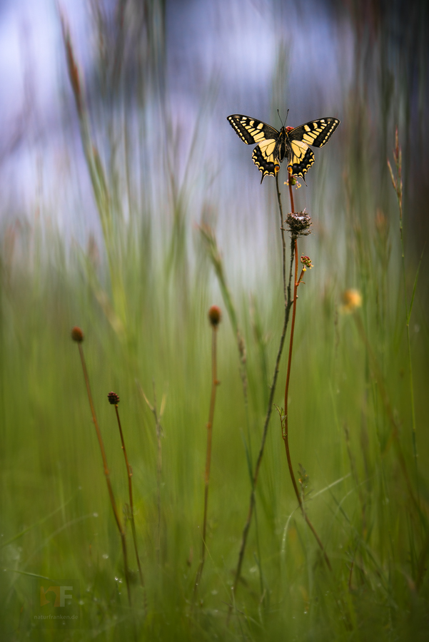 Old World Swallowtail