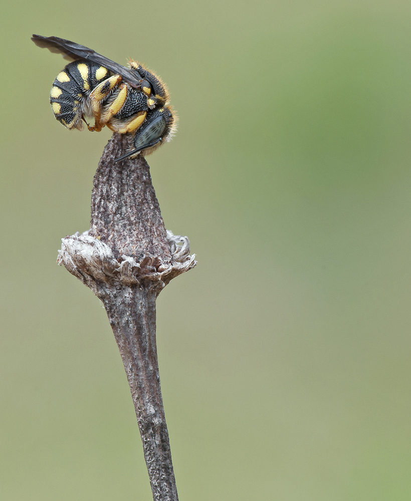 "Anthidium strigatum"