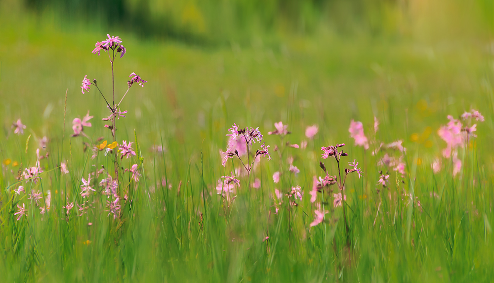 Sommerlicht Sommerlicht