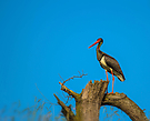 Schwarzstorch (Ciconia nigra)