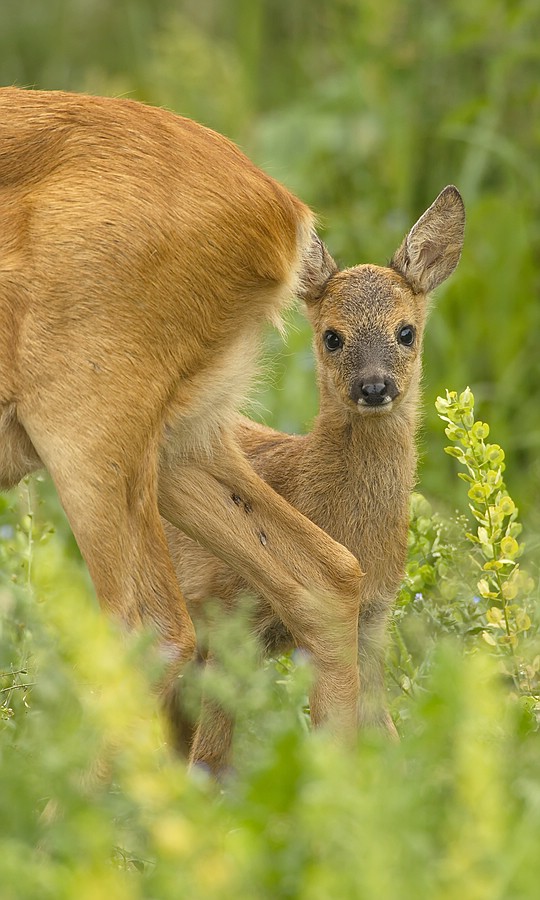 "...immer an Mammas Seite..."