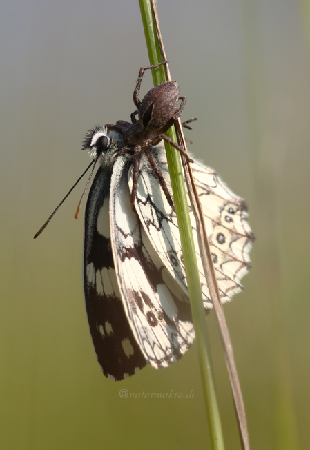 Schachbrettfalter, Melanargia galathea