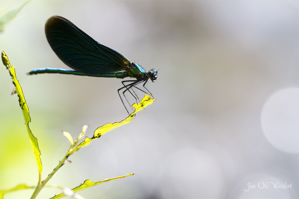 Blauflügel Prachtlibelle