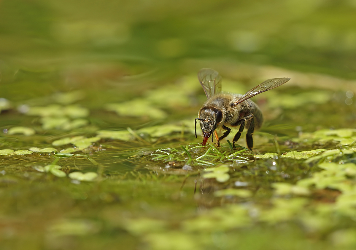 Am Teichrand II : Eine andere Honigbiene...