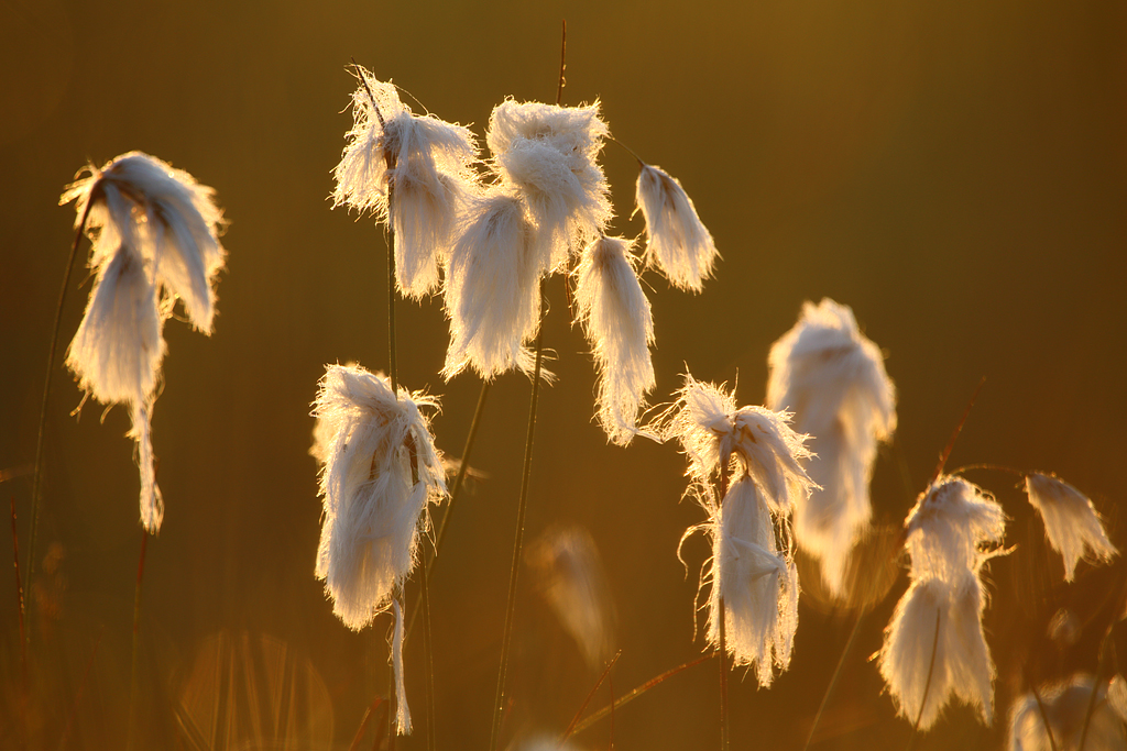 SO GEHT SOMMER!