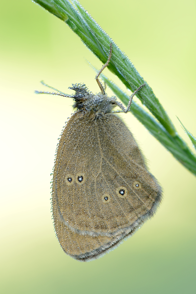 Brauner Waldvogel im Morgentau