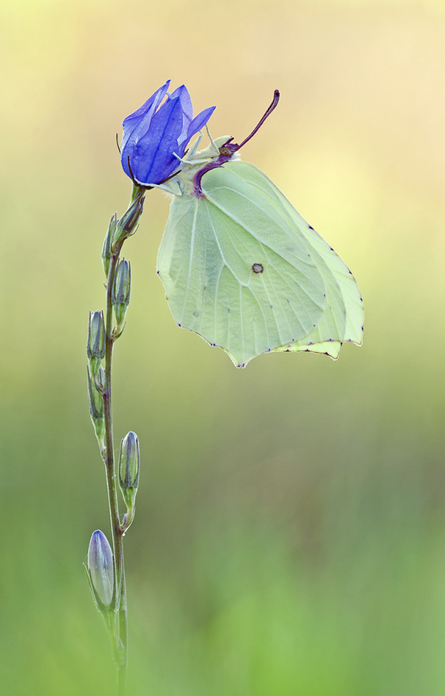 "Gonepteryx rhamni"