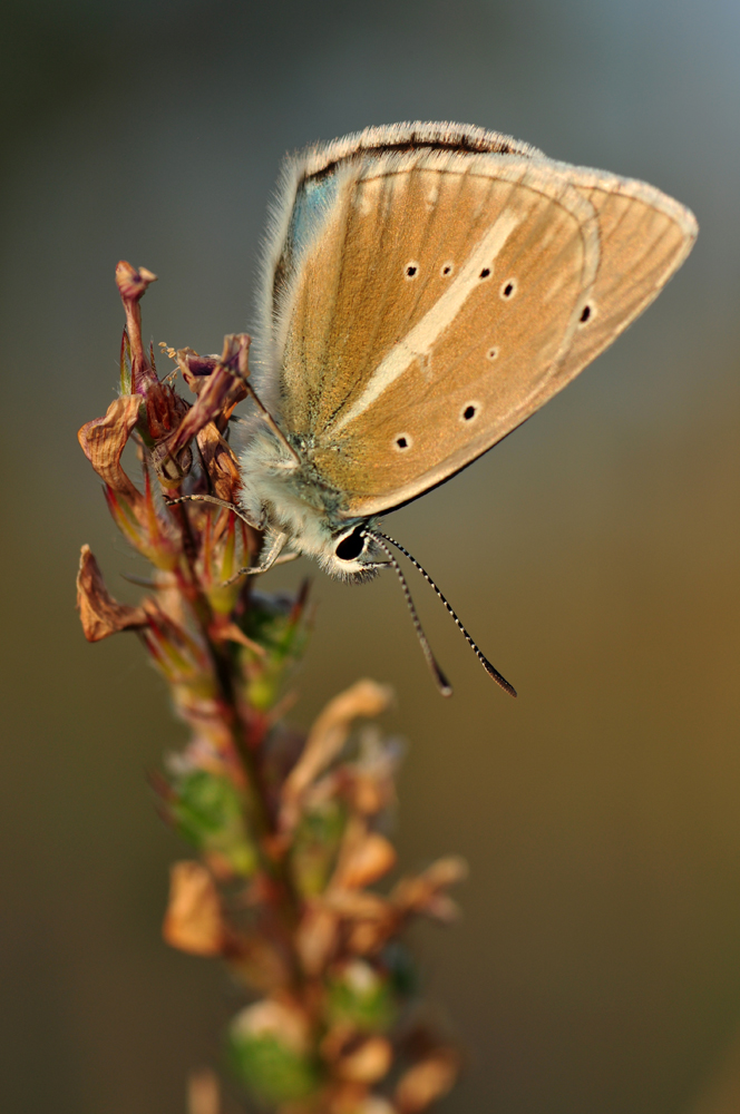 Polyommatus damon