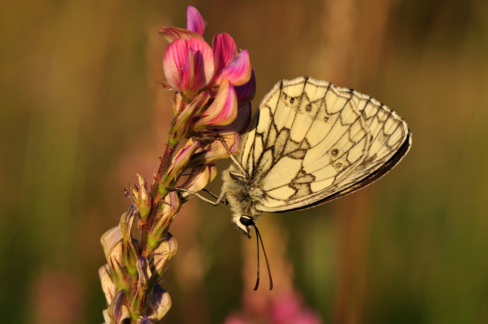 Melanargie galathea