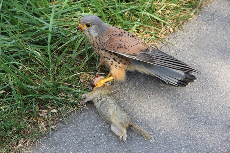 Falke beim Abendmenü