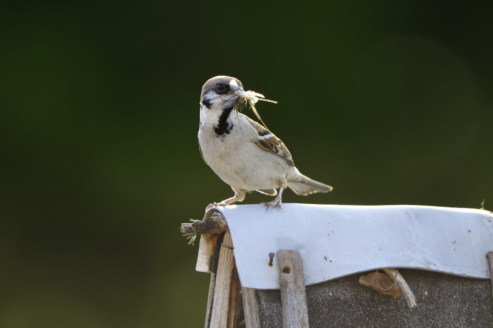 nur ein Spatz,