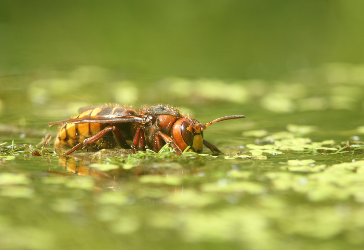 Am Teichrand III : NIcht nur Bienen,...