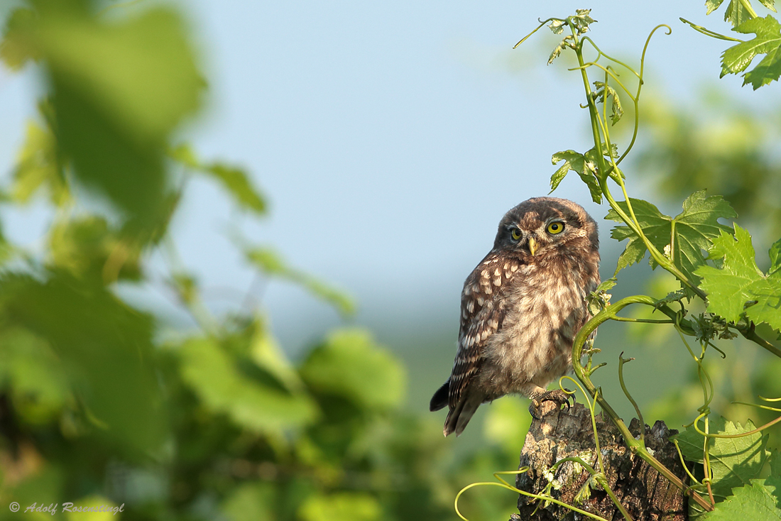 Steinkauz (Athene noctua)...