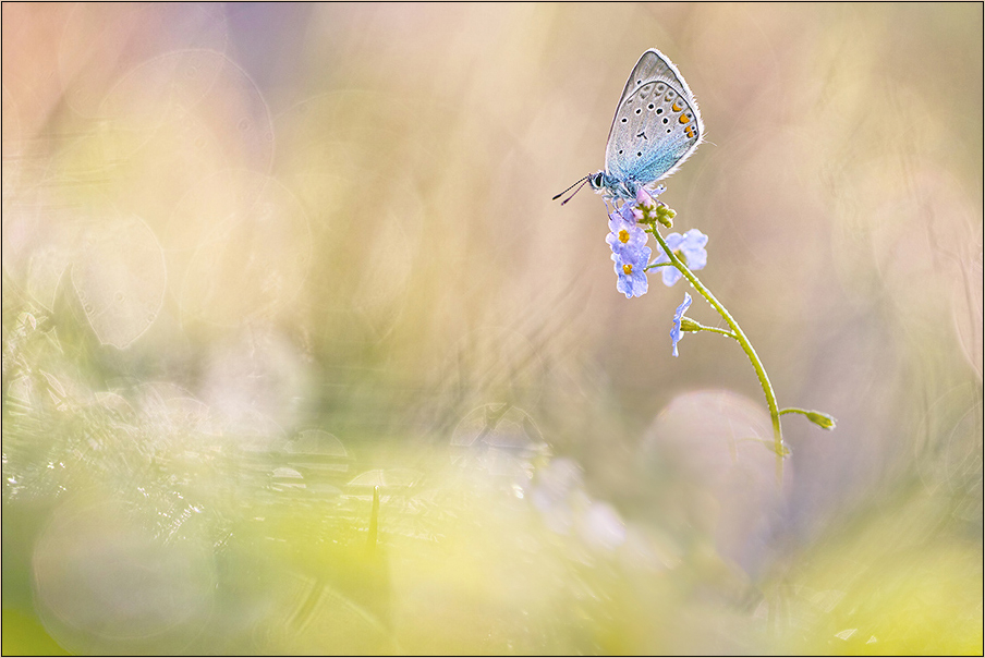 blue Beauty