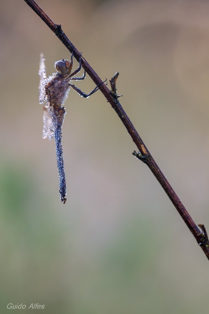 Kleiner Blaupfeil