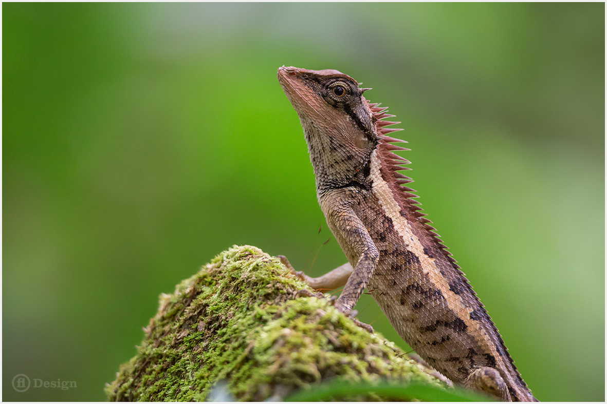 Terrarium pour calotes versicolors Image